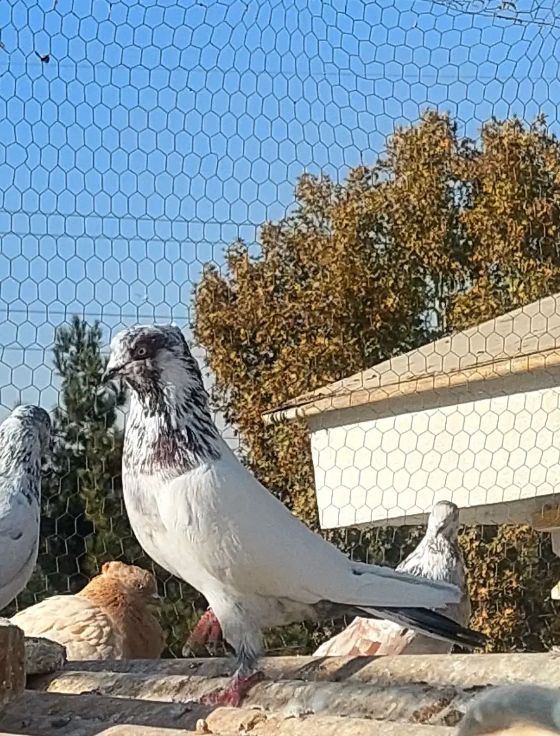 کفتر آس|پرنده|کرج, فاز ۲ مهرشهر|دیوار