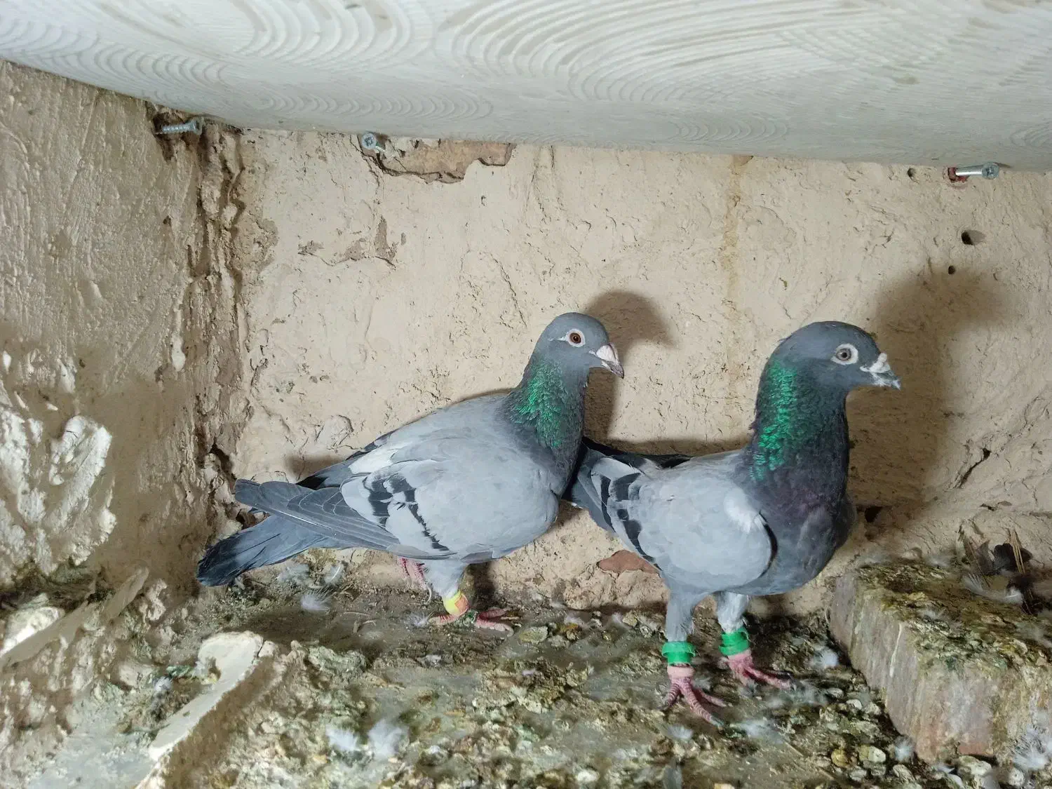 سه جفت سبز و سفید سرخ|پرنده|کاشمر, |دیوار