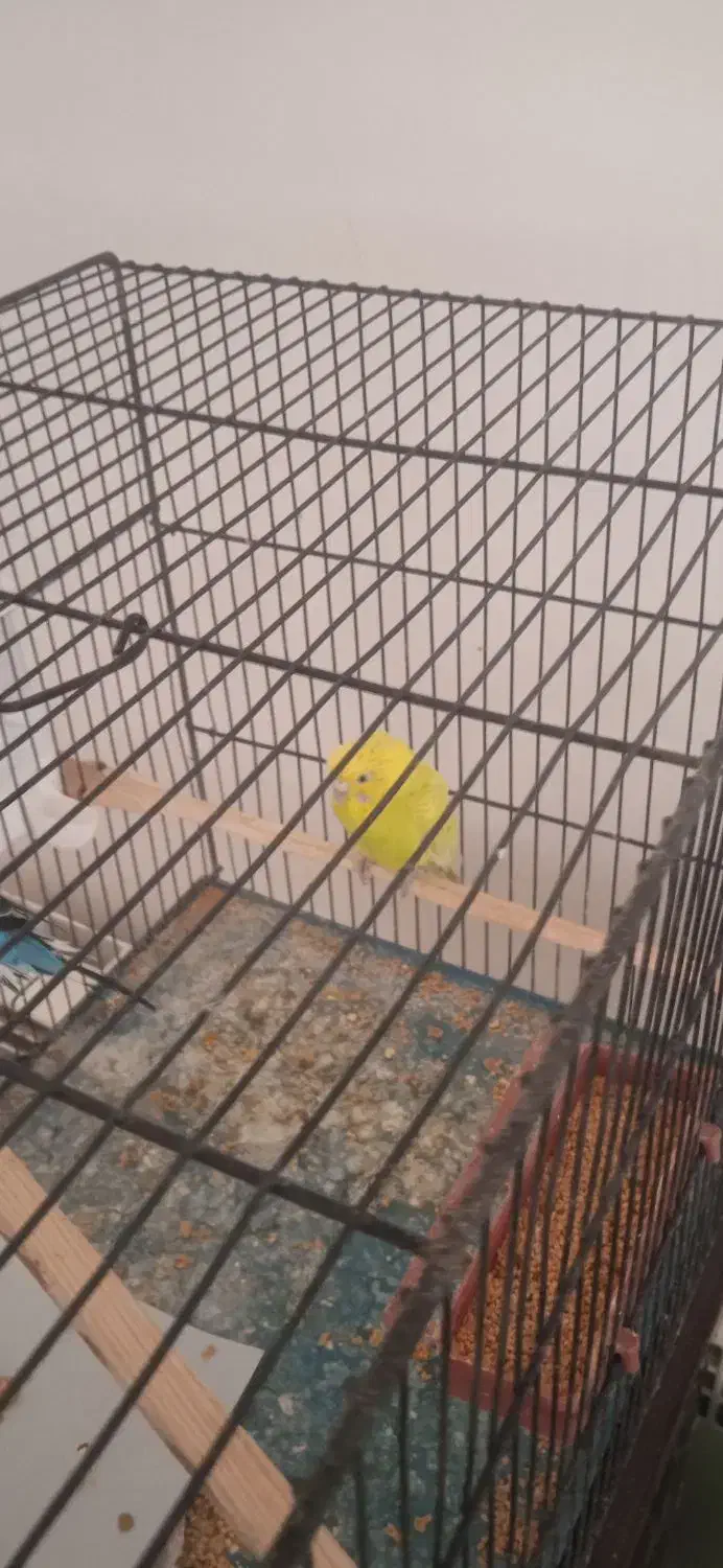 یک جفت مرغ عشق مولد بخون|پرنده|اسلام‌شهر, صادقیه|دیوار