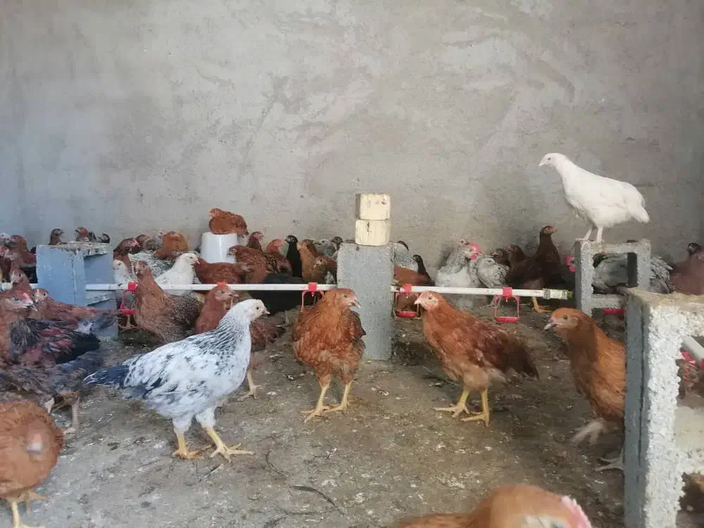 جوجه خروس و مرغ محلی|حیوانات مزرعه|جهرم, |دیوار