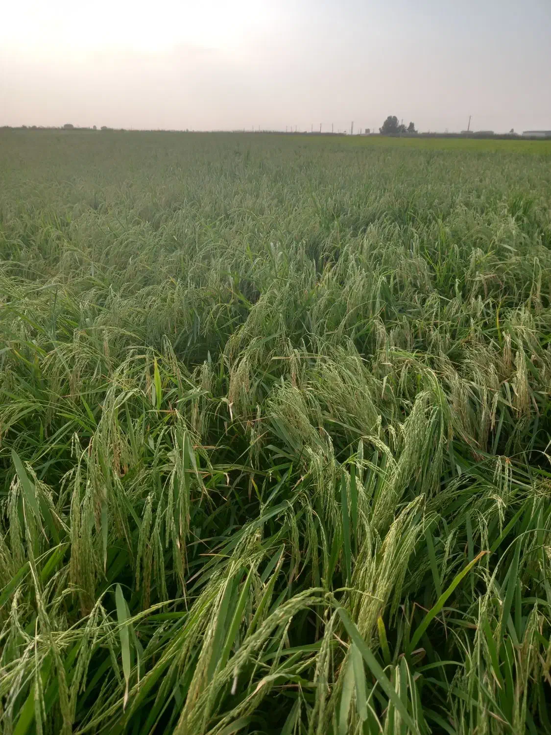 دنبال کار هستم|فعالیت داوطلبانه|گرگان, |دیوار