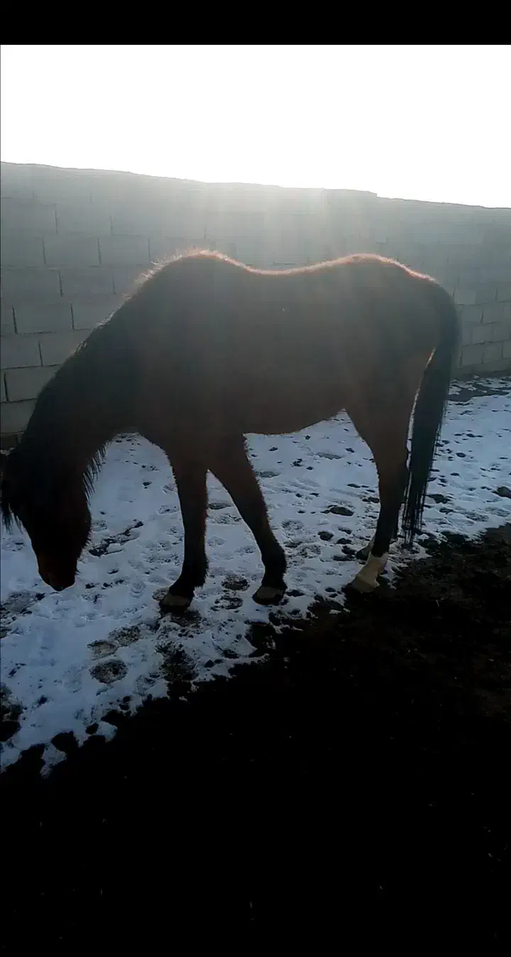 اسب نریون سرخ|اسب و تجهیزات اسب‌سواری|نیشابور, شهید بهشتی|دیوار