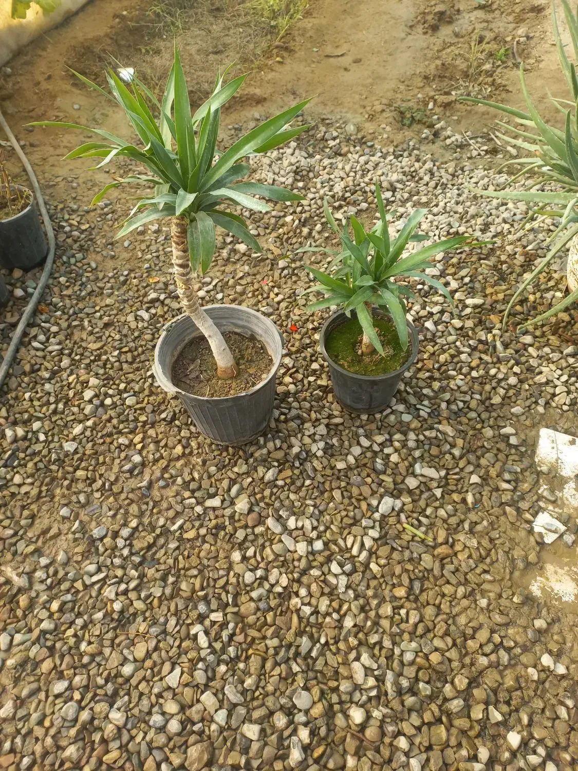 گل و گیاه|گل و گیاه طبیعی|ورامین, ورامین|دیوار