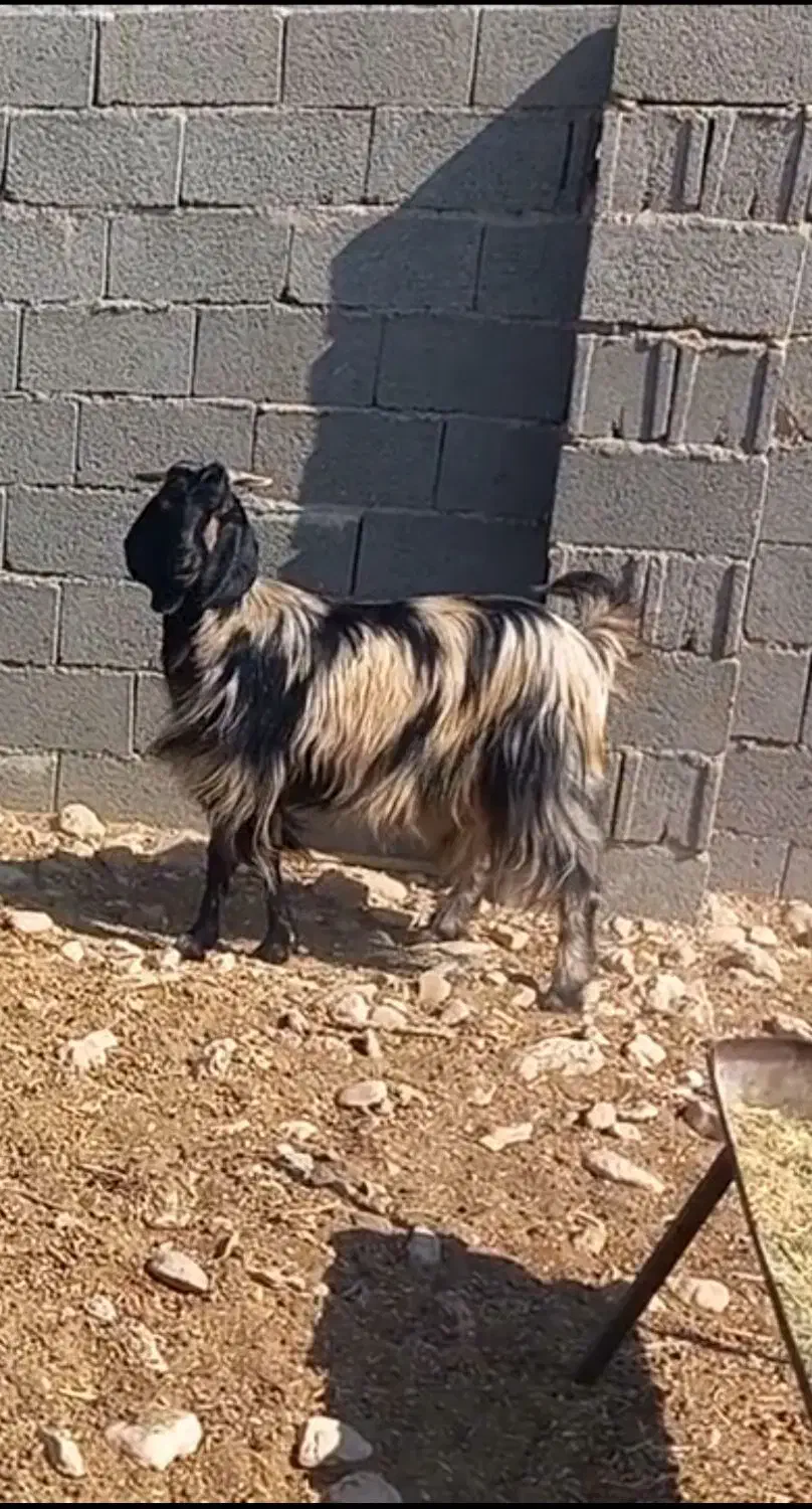 فروش بز وپازن در شهرستان جم|حیوانات مزرعه|جم, |دیوار