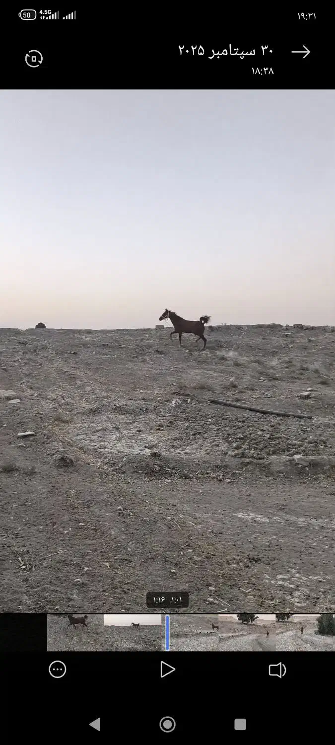 اسب دم گیر|اسب و تجهیزات اسب‌سواری|بهبهان, |دیوار