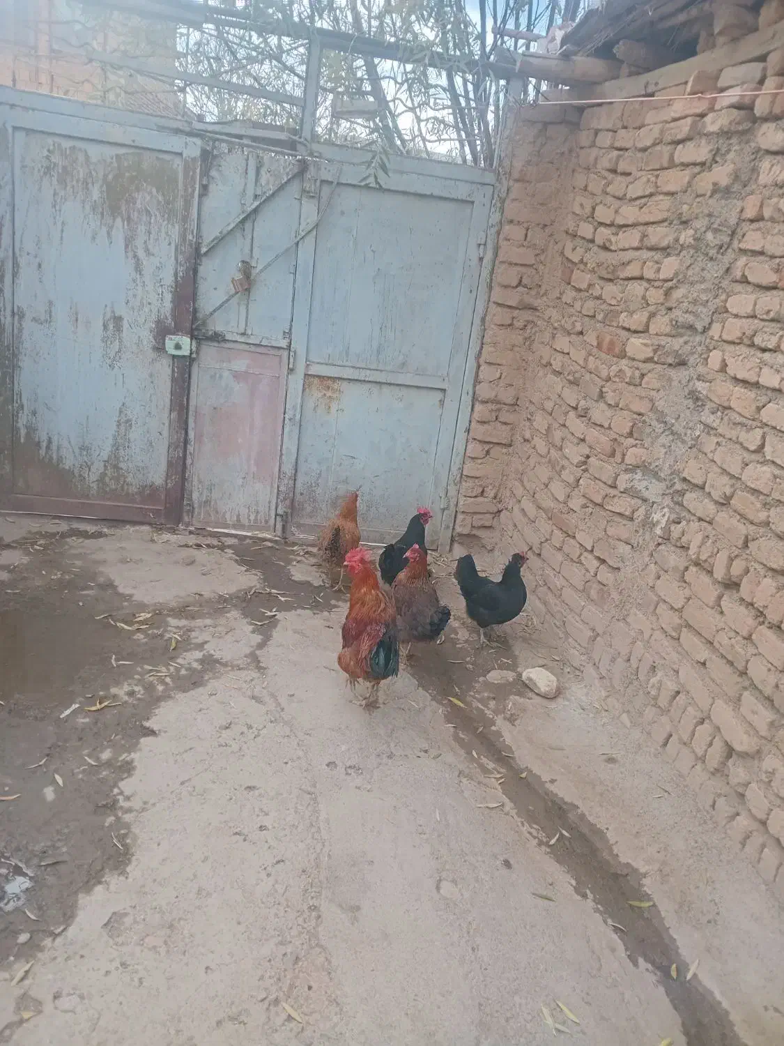 مرغ|حیوانات مزرعه|شازند, |دیوار