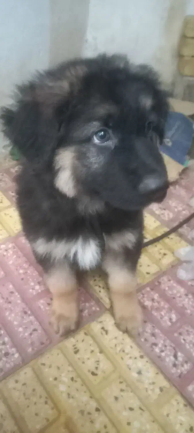 ژرمن شیپر|سگ|لاهیجان, پردسر|دیوار