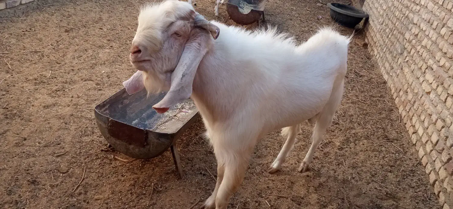 با سلام یک عدد نربز 4دندون|حیوانات مزرعه|کاشمر, |دیوار