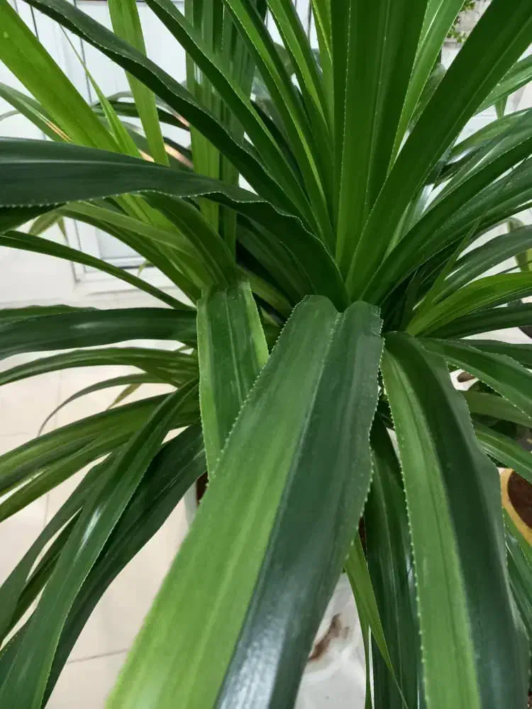 گل زینتی آپارتمانی|گل و گیاه طبیعی|سقز, |دیوار