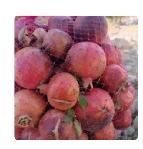 انار ربی|خوردنی و آشامیدنی|فردوس (خراسان), |دیوار