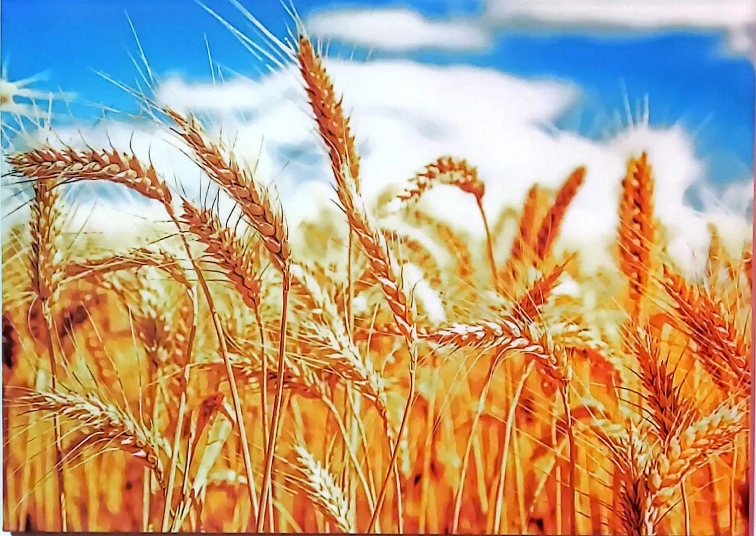 تابلو کنواس|تابلو، نقاشی، عکس|تهران, افسریه جنوبی|دیوار