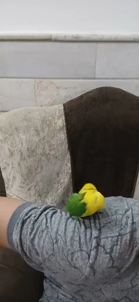 طوطی برزیلی یقه زرد اورجینال(فول دستی) یقه۷سانت|پرنده|قم, گلزار|دیوار