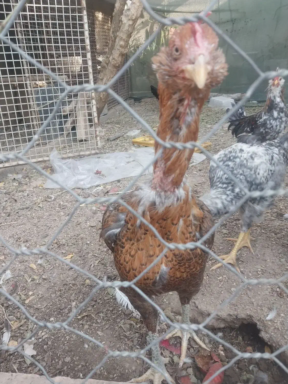 مرغ لاری وگلین|حیوانات مزرعه|پاکدشت, پاکدشت (مامازند)|دیوار