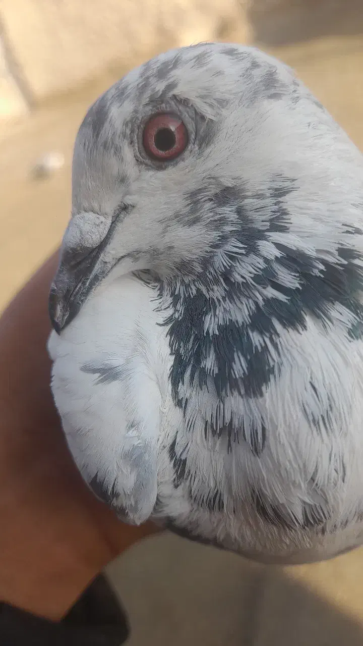 کفتر|پرنده|ایرانشهر, |دیوار