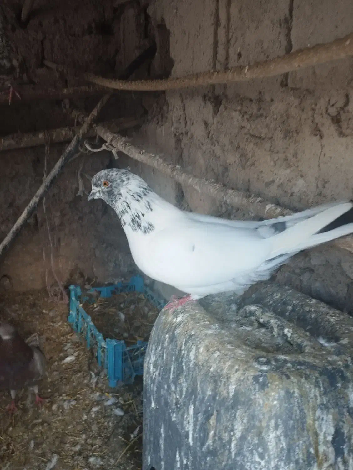 کبوتر|پرنده|مشگین شهر, |دیوار