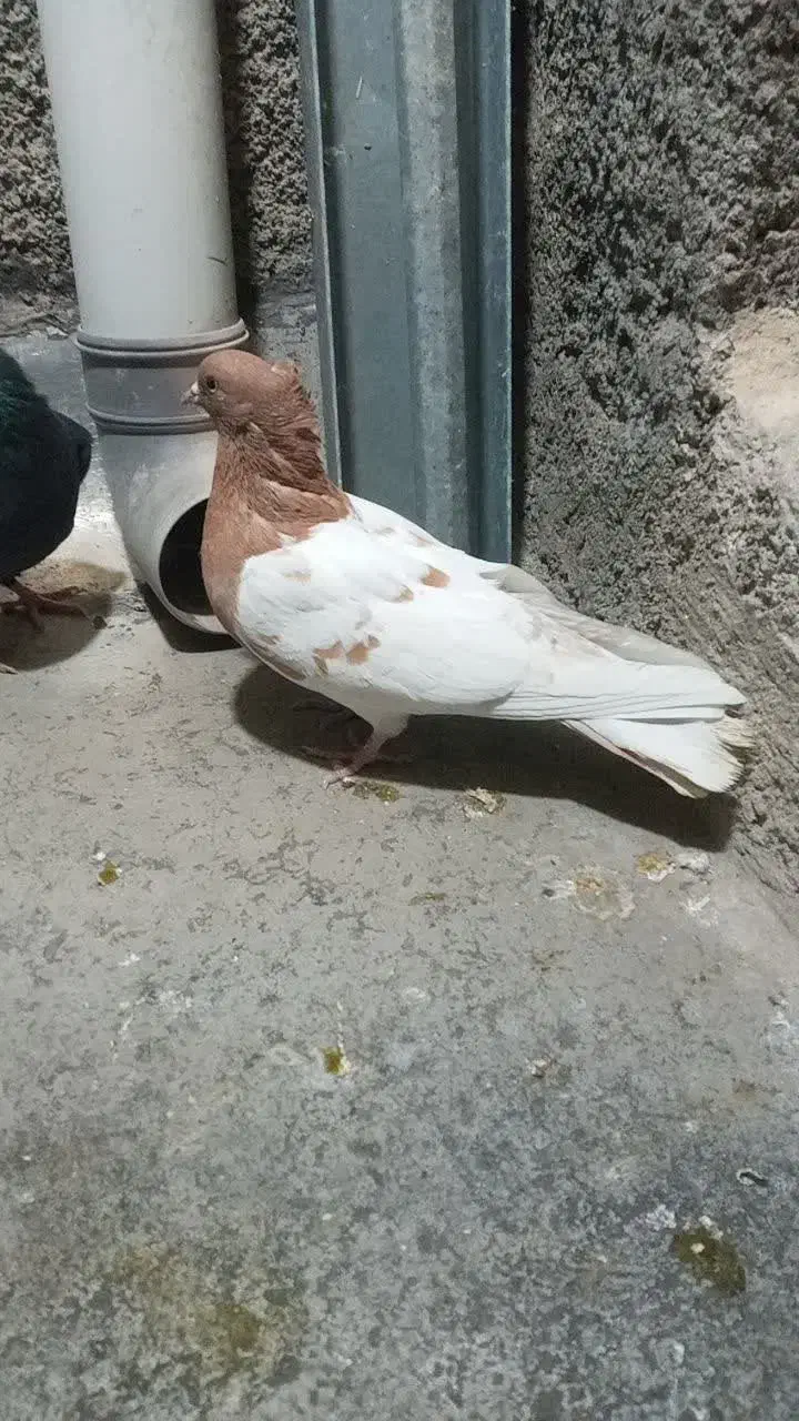 چنتا پرشتی|پرنده|خرمآباد, |دیوار