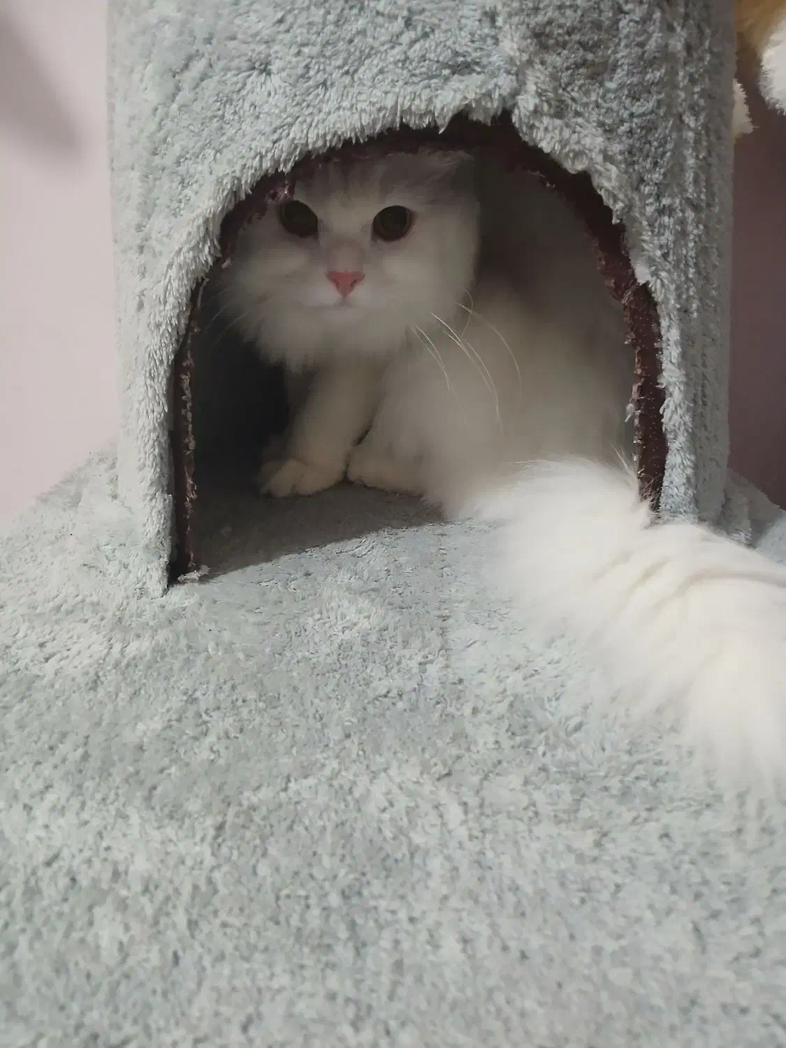 گربه پرشین کلاسیک اصیل|گربه|سورک, |دیوار