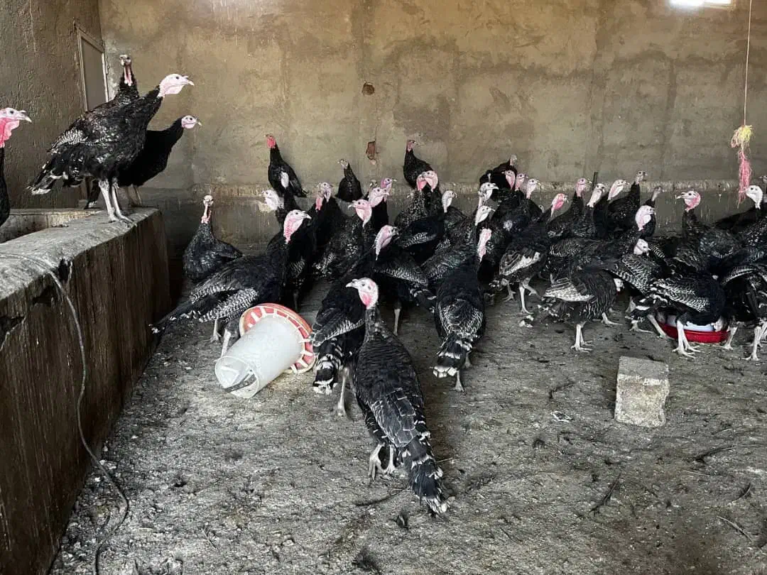 بوقلمون|حیوانات مزرعه|سنقر, |دیوار