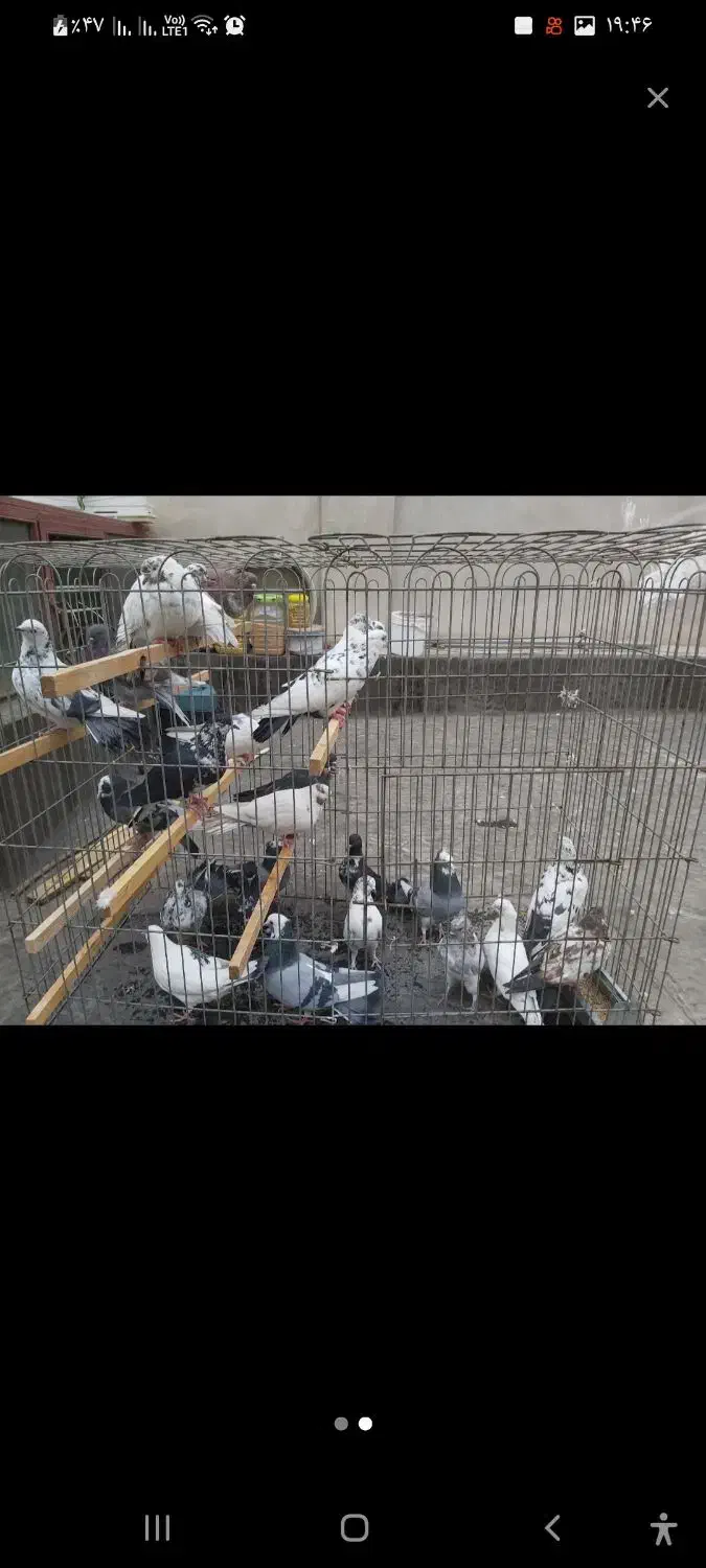 کبوتر هر عدد ۲۰۰|پرنده|تهران, سهروردی|دیوار