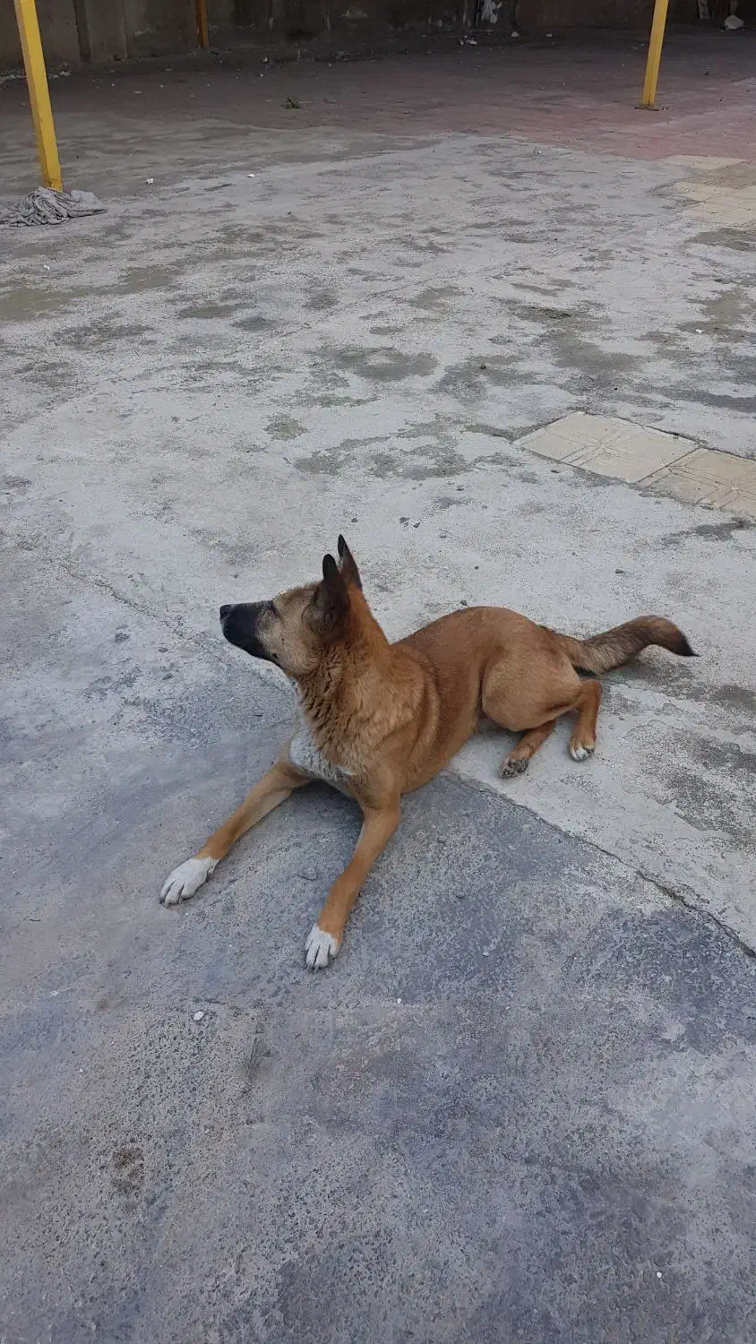 واگذاری سگ نژاد مالینویز|سگ|آمل, |دیوار