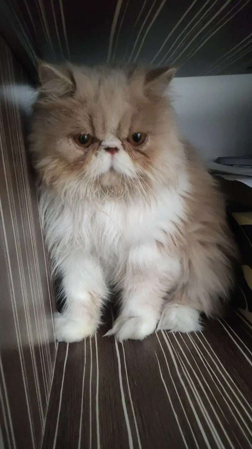 گربه پرشین|گربه|آمل, |دیوار