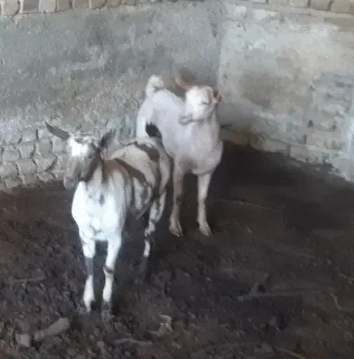 بز صلاله اهویی|حیوانات مزرعه|نوشین شهر, |دیوار