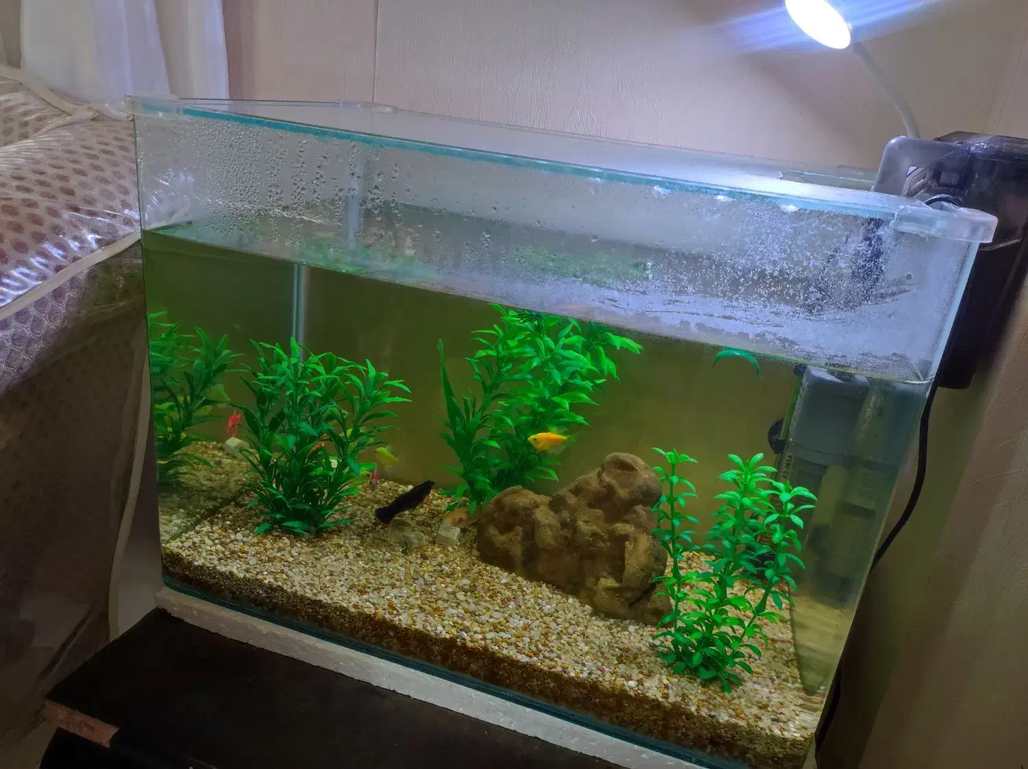 آکواریوم کوچک|ماهی|گرگان, |دیوار