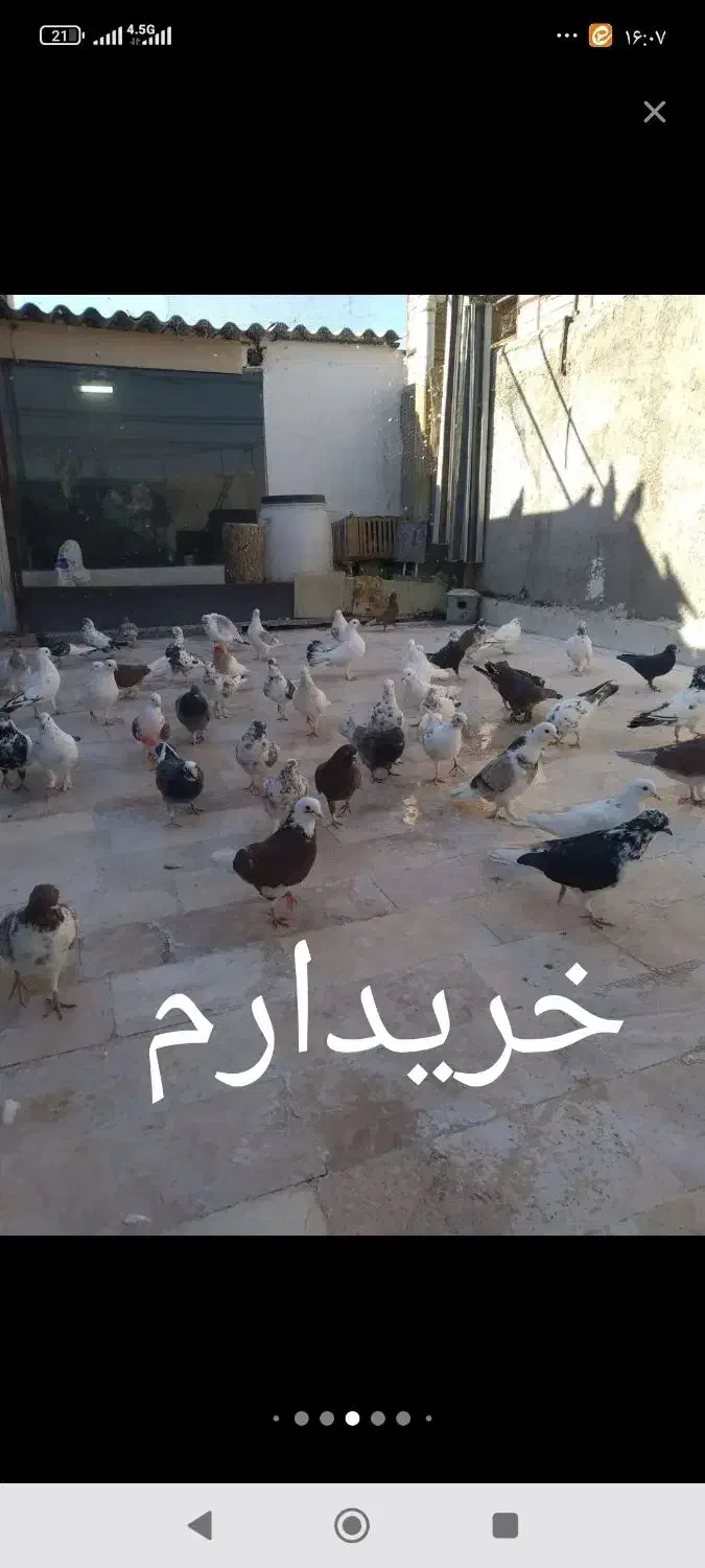 کبوتر کفتر|پرنده|آشتیان, |دیوار