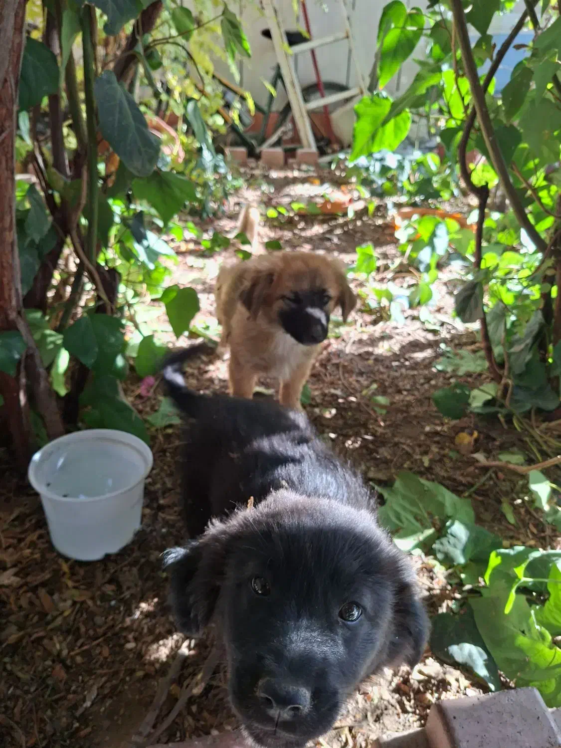 واگذاری دو عدد توله سگ تریر دو رگه|سگ|کاشمر, |دیوار