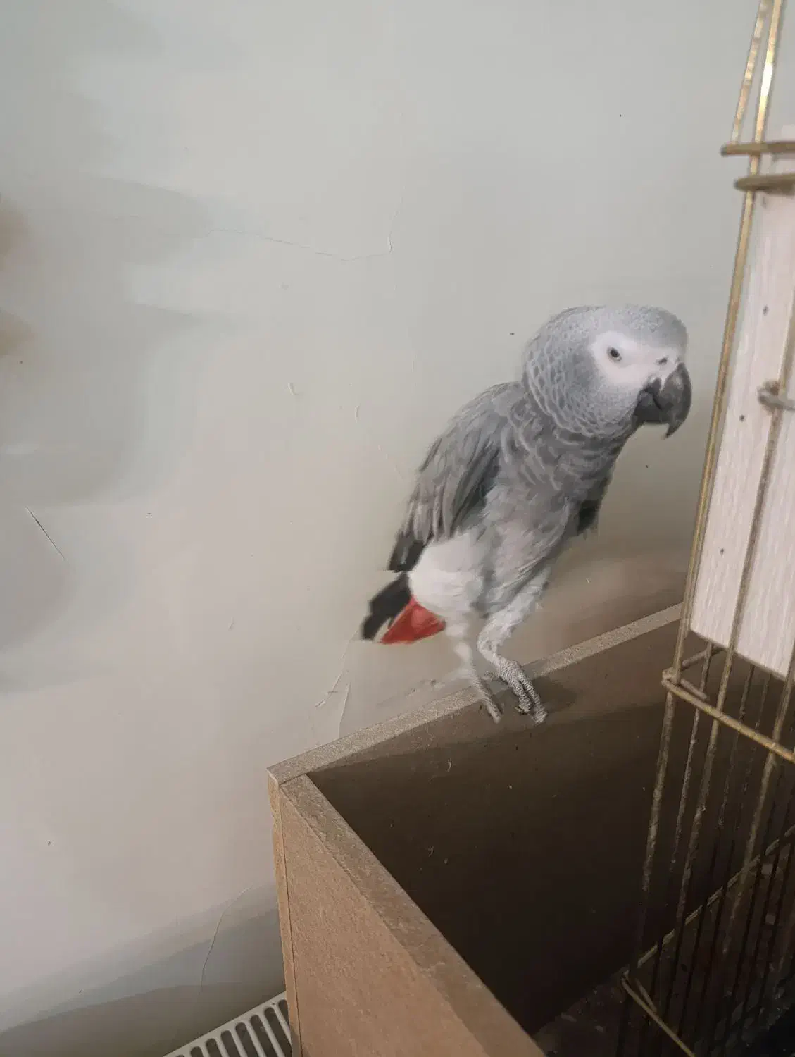 کاسکو اهلی وسخنگو|پرنده|تبریز, |دیوار