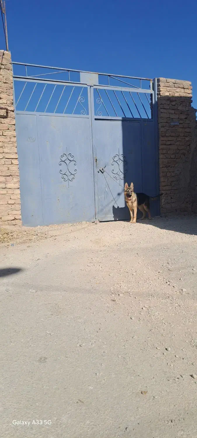 سگ ژرمن ۶ماه|سگ|همدان, |دیوار