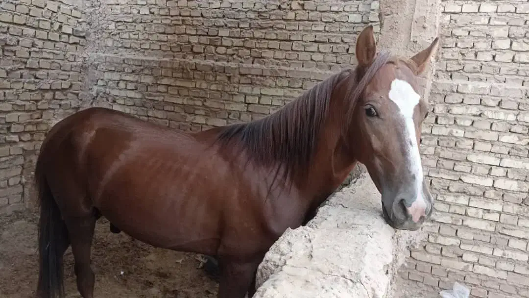 فروش اسب|اسب و تجهیزات اسب‌سواری|حمیدیا, |دیوار