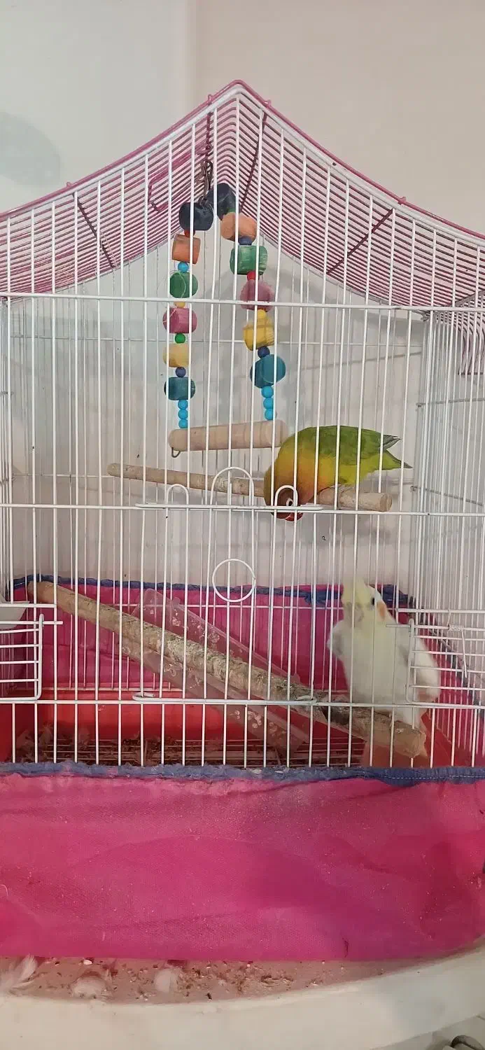 عروس هلندی و کوتوله برزیلی|پرنده|لنگرود, |دیوار