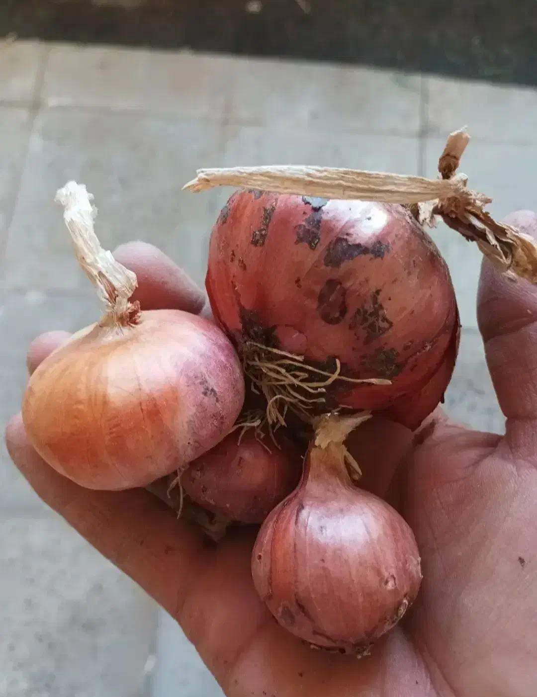 پیاز محلی|خوردنی و آشامیدنی|سربیشه, |دیوار