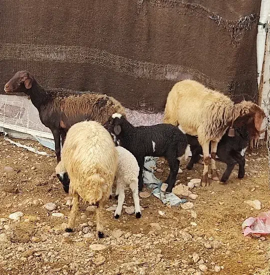 میش و بره جوان|حیوانات مزرعه|مهران (ایلام), |دیوار