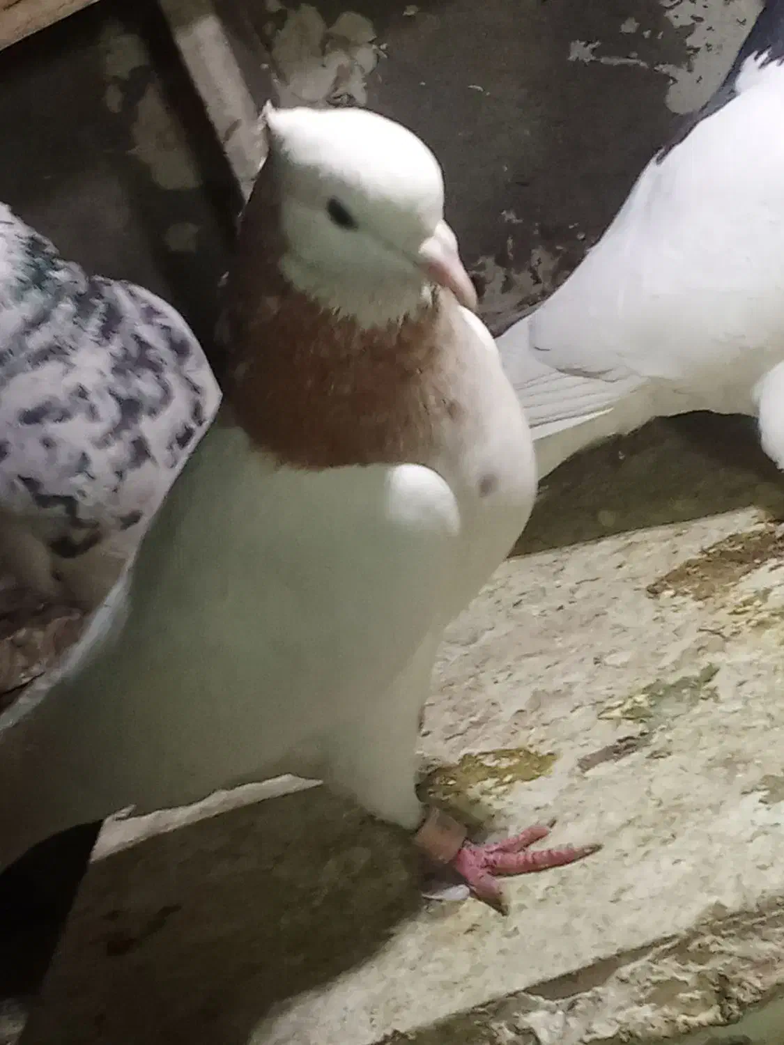 کبوتر طوقی|پرنده|محمدشهر, ولدآباد|دیوار