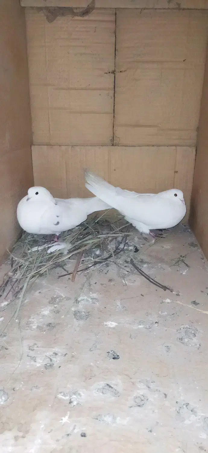 سفید تهرونی|پرنده|یزد, |دیوار