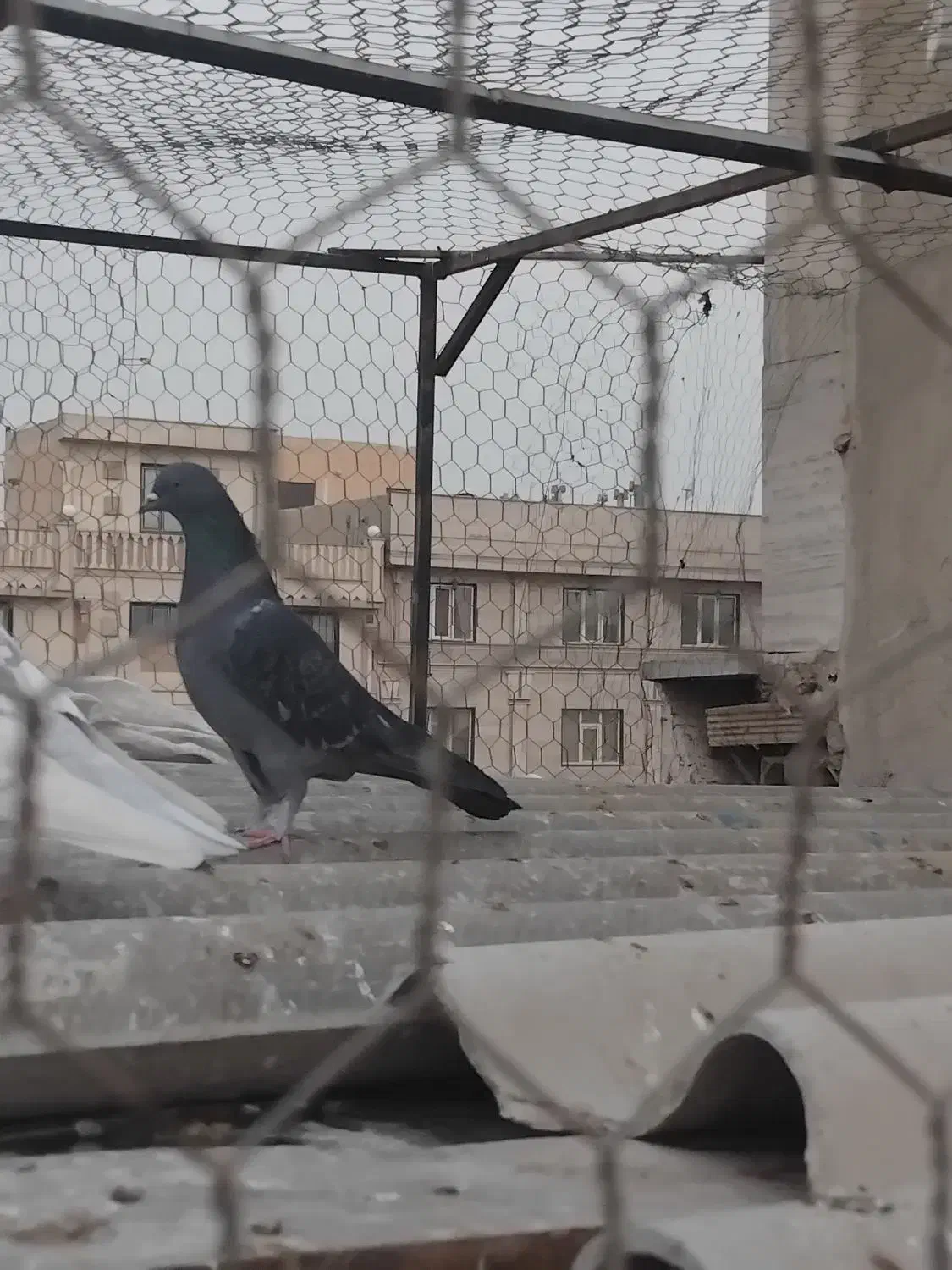 ماده زاغ همه چی تموم|پرنده|تهران, کیانشهر|دیوار