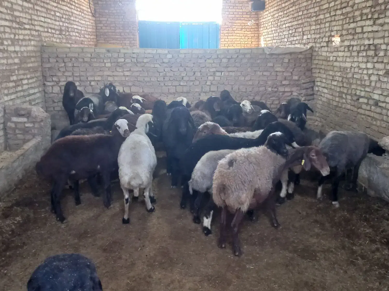 افشاری آبستن و میش و بره|حیوانات مزرعه|یزد, |دیوار