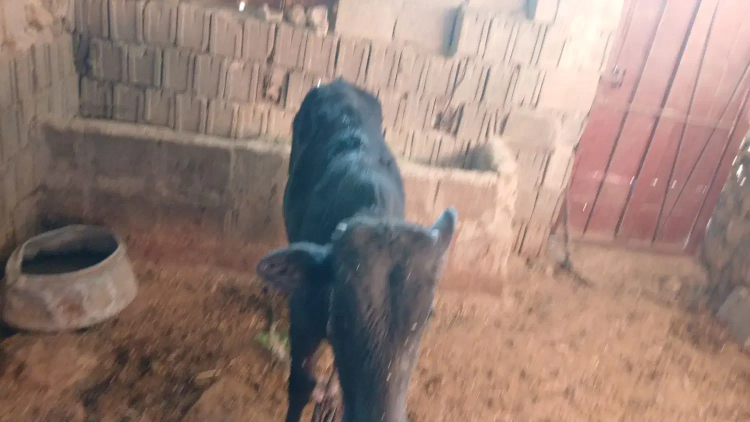 گاو|حیوانات مزرعه|سرفاریاب, |دیوار