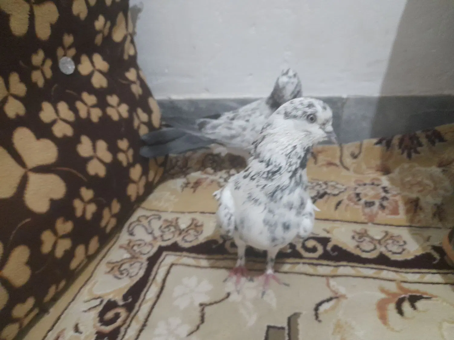مجسمه|مجسمه، تندیس، ماکت|زابل, |دیوار