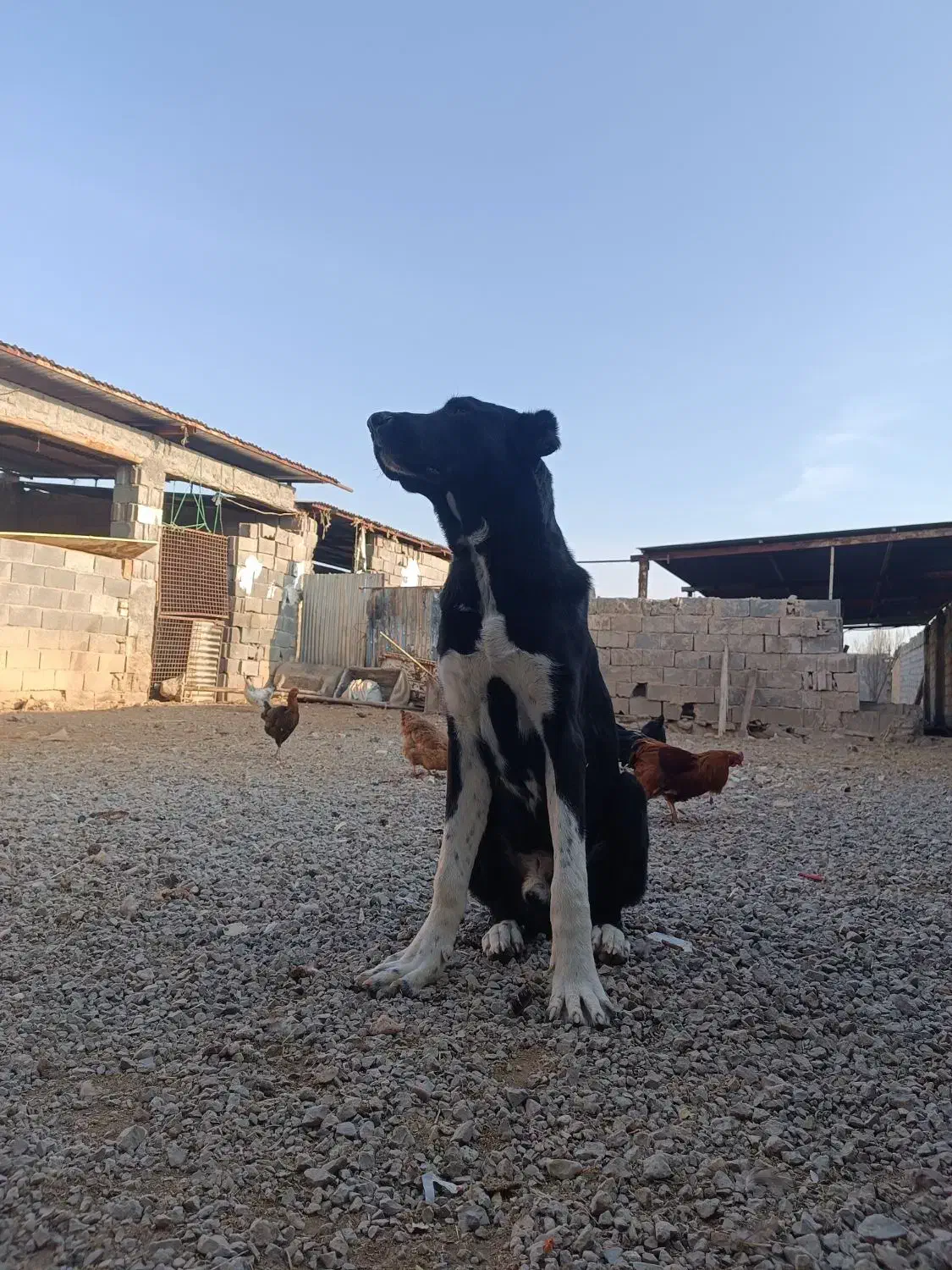 توله سگ الابایی|سگ|بجنورد, |دیوار