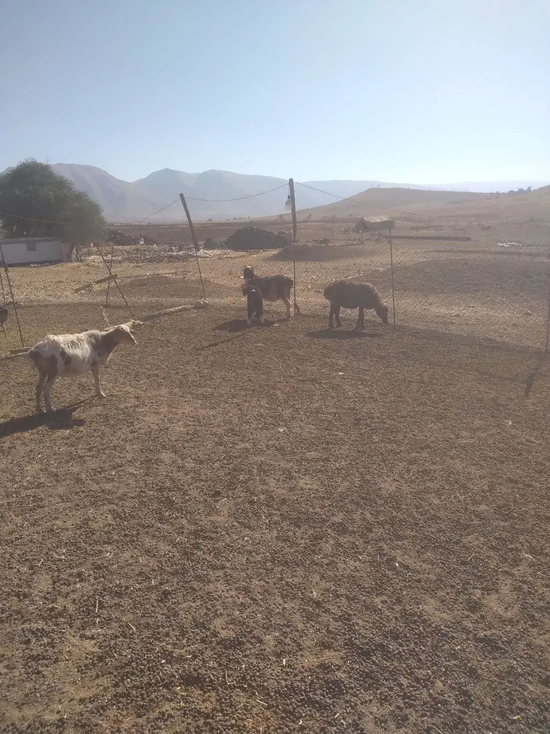 ۱۰ راس میش بره دار شیشک|حیوانات مزرعه|شیراز, عادل آباد|دیوار