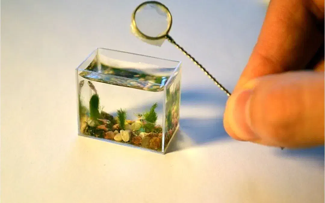 آکواریوم|ماهی|خرمدره, |دیوار