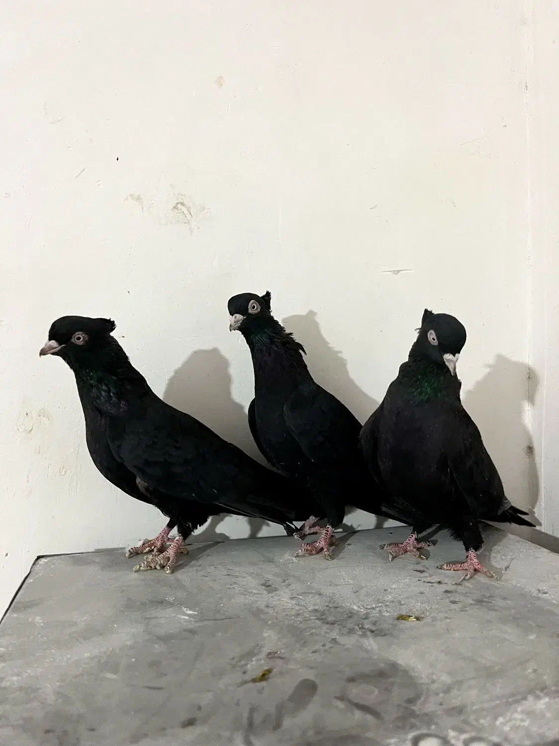 ۳عدد ماده زاغ چشم و نوک سفید|پرنده|داران, |دیوار