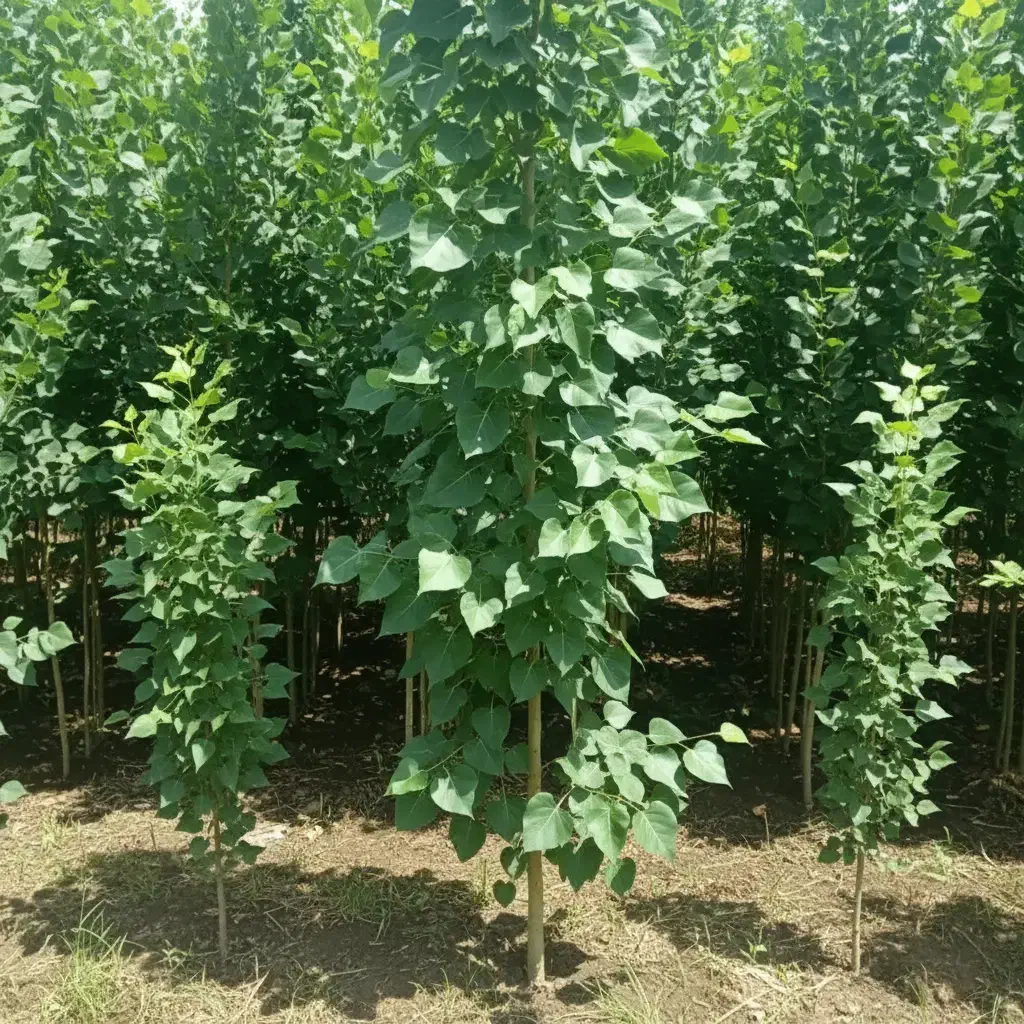 نهال نیگرا ترکیه با کیفیت صادراتی|خدمات باغبانی و درختکاری|مشگین شهر, |دیوار