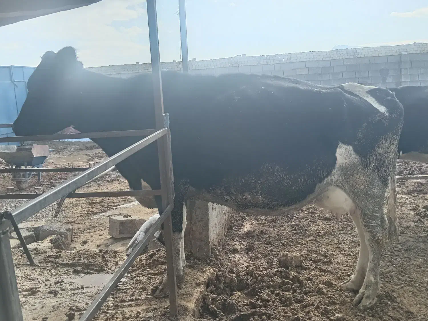 گاو|حیوانات مزرعه|تیران, |دیوار