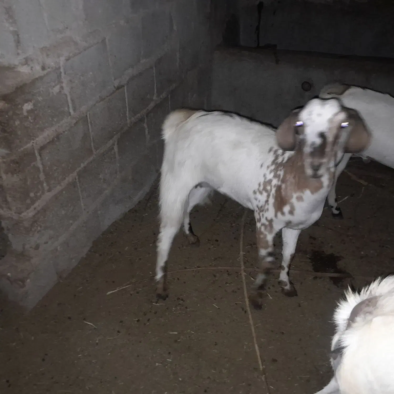 کهره و بره چاق گوشتی|حیوانات مزرعه|درگهان, |دیوار