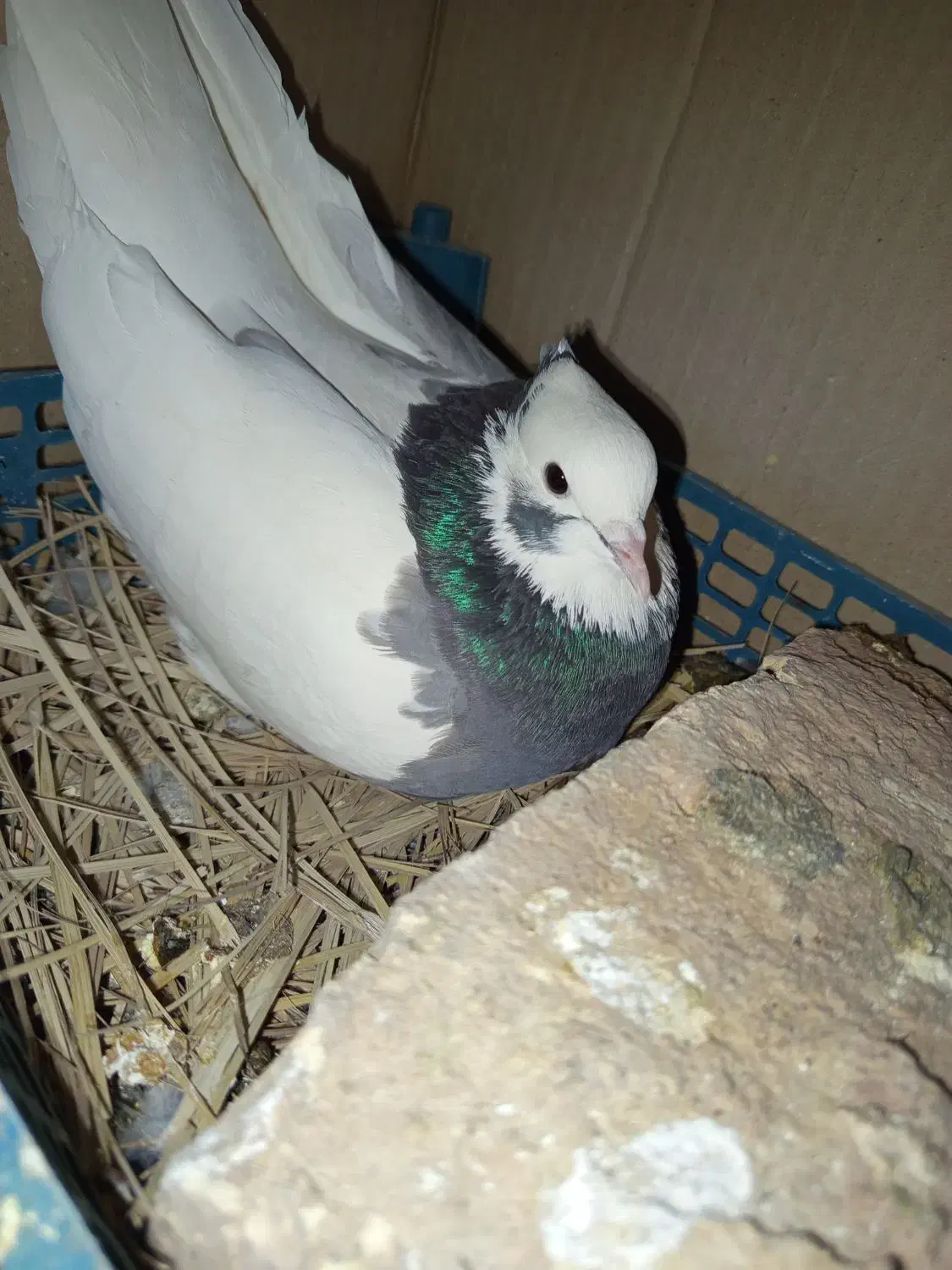 طوق سبز ماده|پرنده|شیراز, محمدیه|دیوار