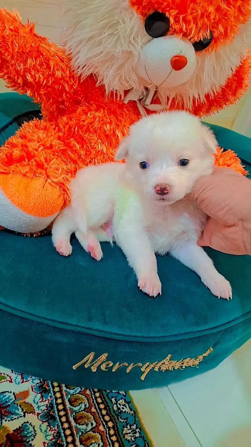 پامر اشپیز عروسکی|سگ|رشت, دیانتی|دیوار